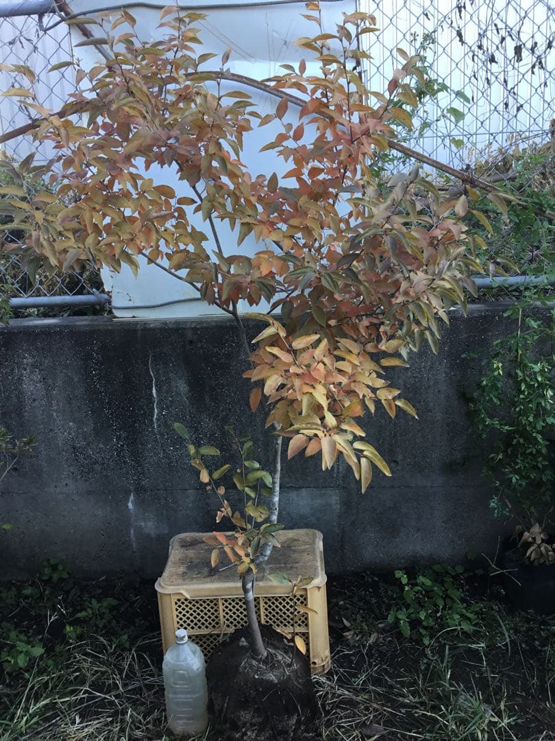 ヤマコウバシ170センチ