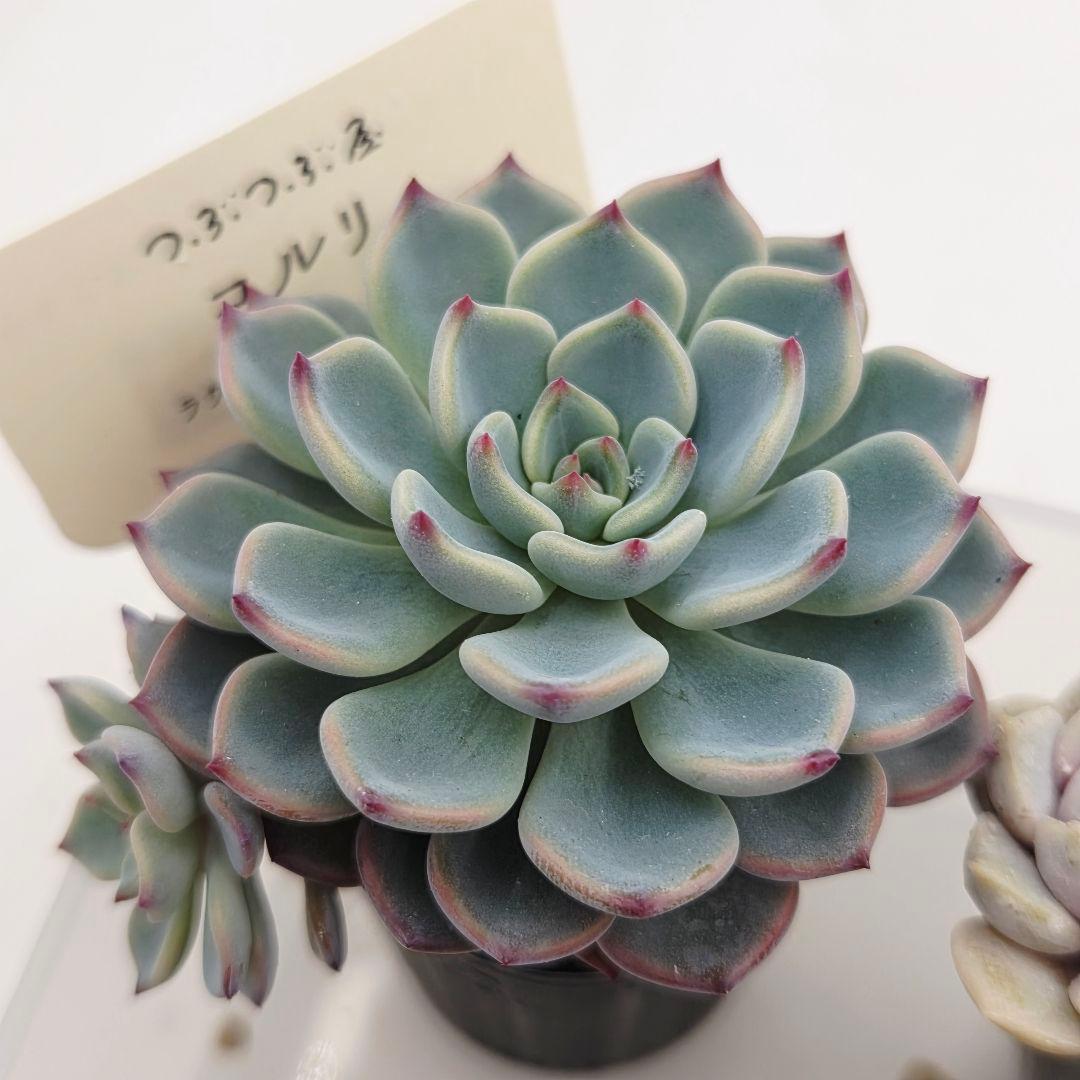 ぴか様9苗㊲千代田の松×ラウリンゼ❣️マカロニ❣️ツン❣️発
