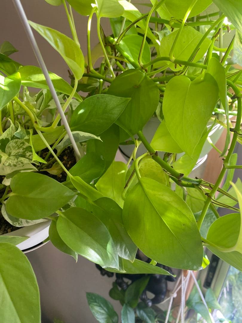 ポトスの寄せ植え ライムコンパクト(チリ斑)＆エクセレント