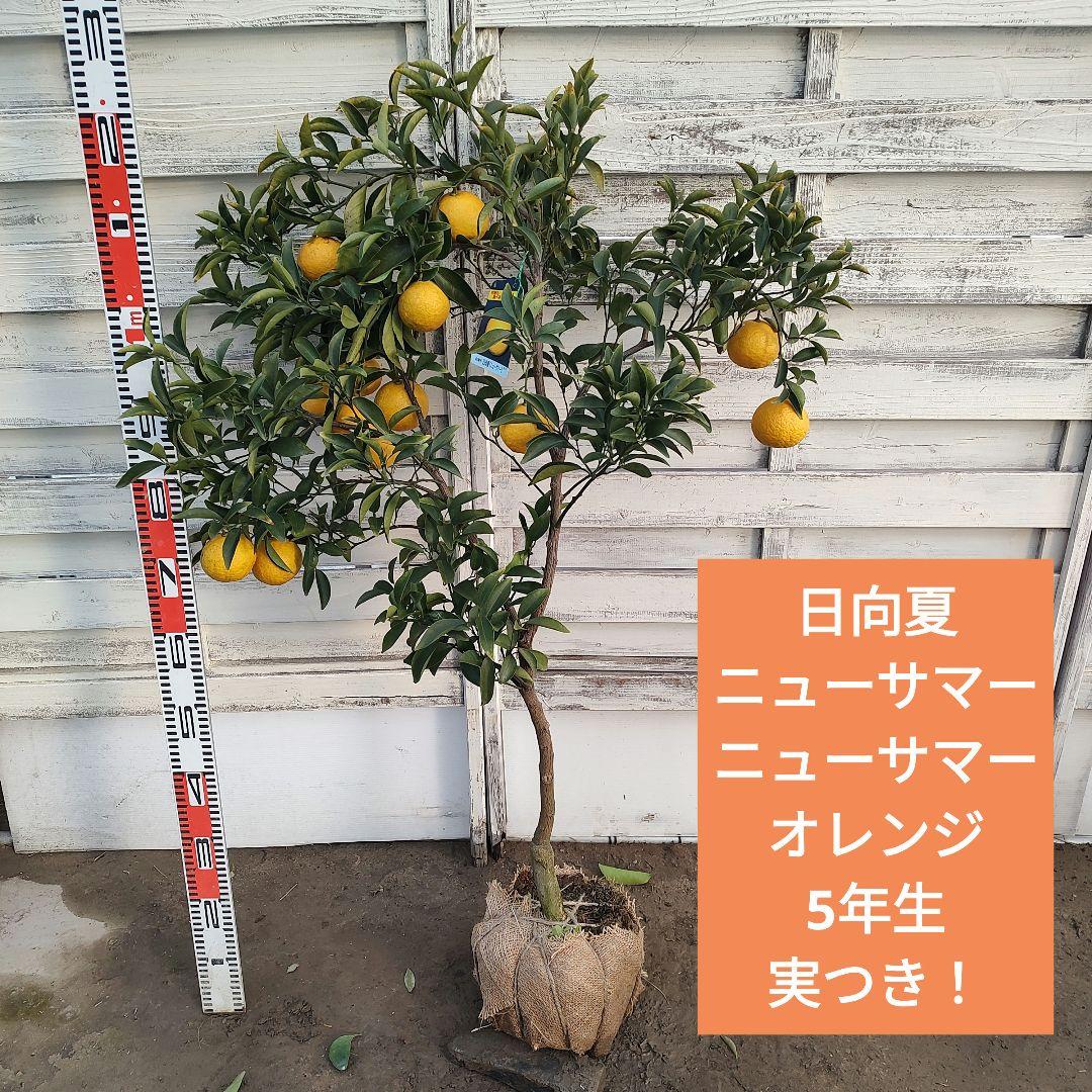日向夏 ニューサマーオレンジ 5年生 苗木 楽天市場】日向夏 （ ニューサマーオレンジ ） 15cmポット接木苗 苗