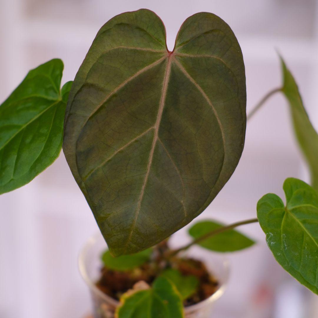 A. kunayalensis × A.Zara Michelle｜アンスリウム Anthurium kunayalensis × Anthurium Zara 'Michelle'｜アンスリウム