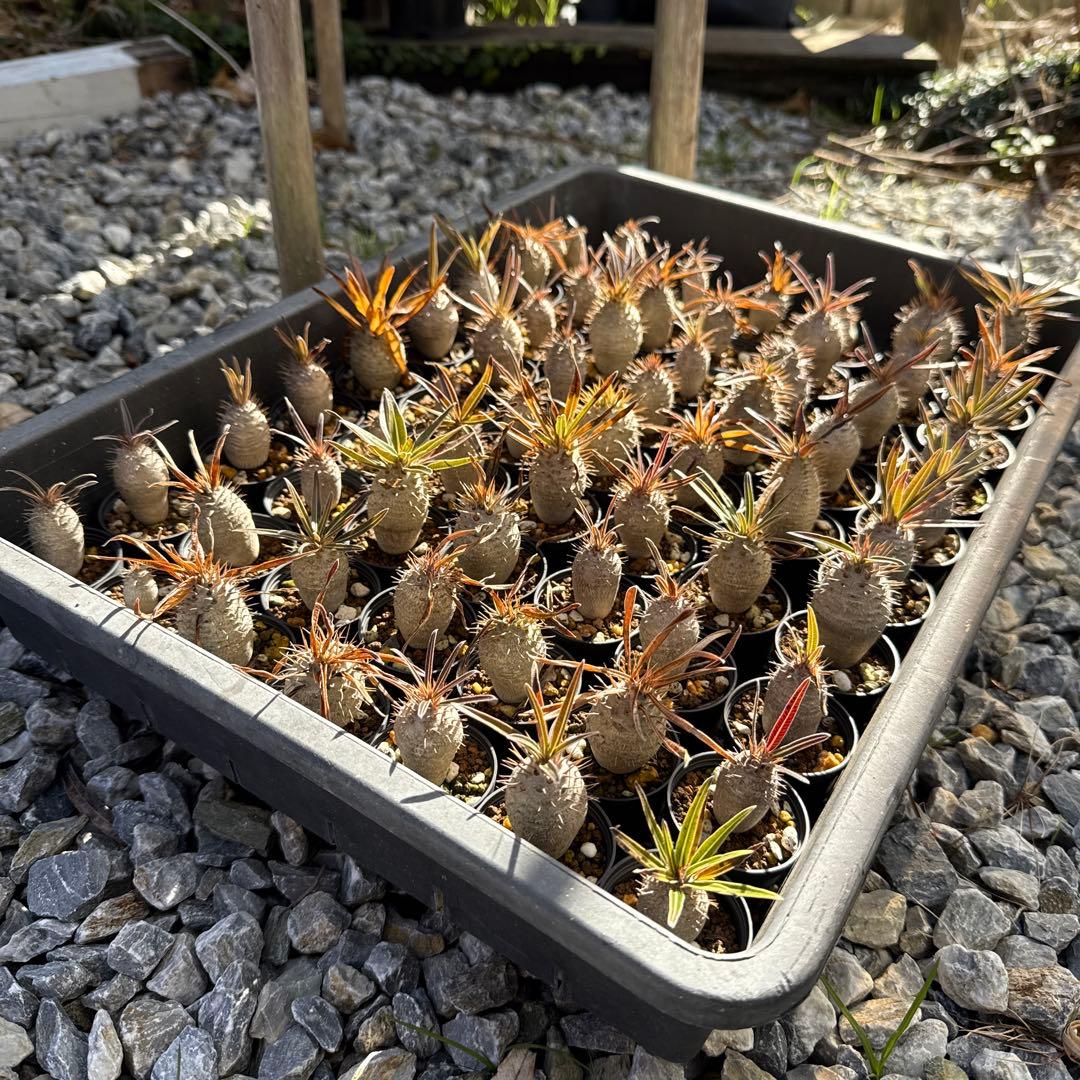 パキポディウムグラキリス 1点物】パキポディウム グラキリス | P-16 ※キズあり – LAND KNOT PLANTS