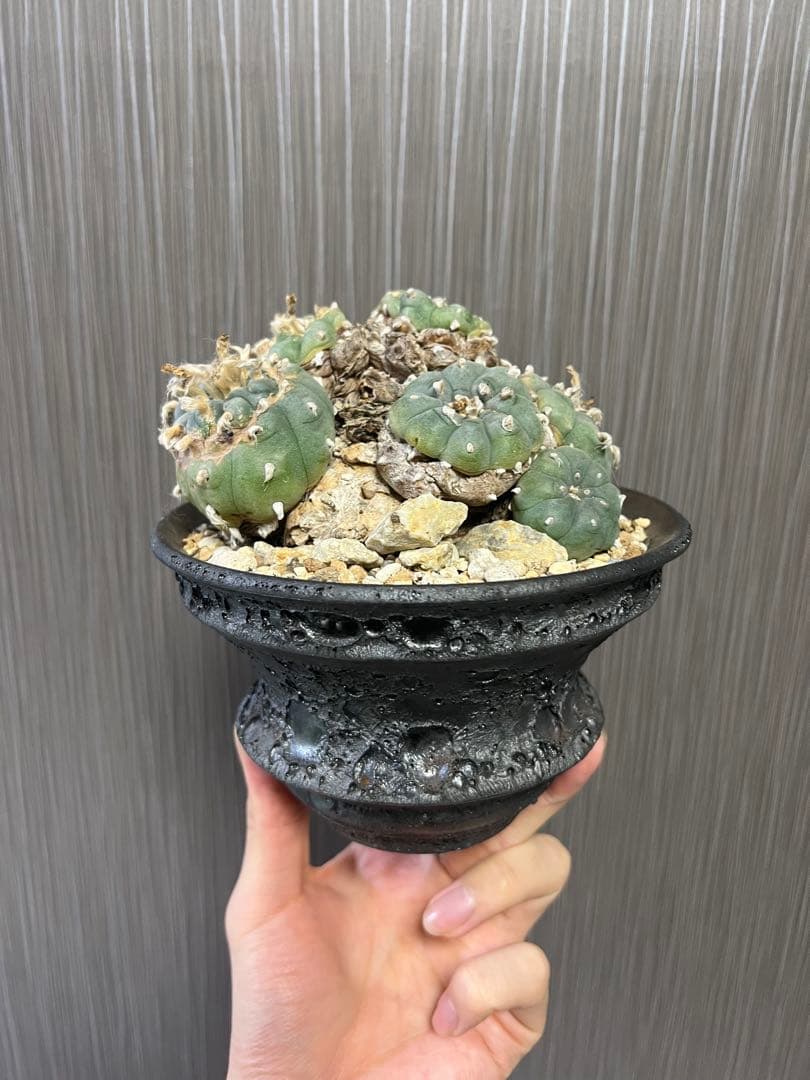 銀冠玉　群生　ロフォフォラ　サボテン　山木　カタチ製作所 サボテン：ロフォフォラ 銀冠玉 実生*幅8cm 現品！一品限り
