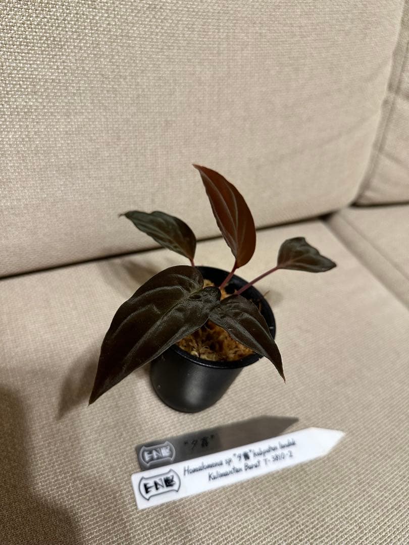 Homalomena sp. 夕霧 T-3810-2 - メルカリ