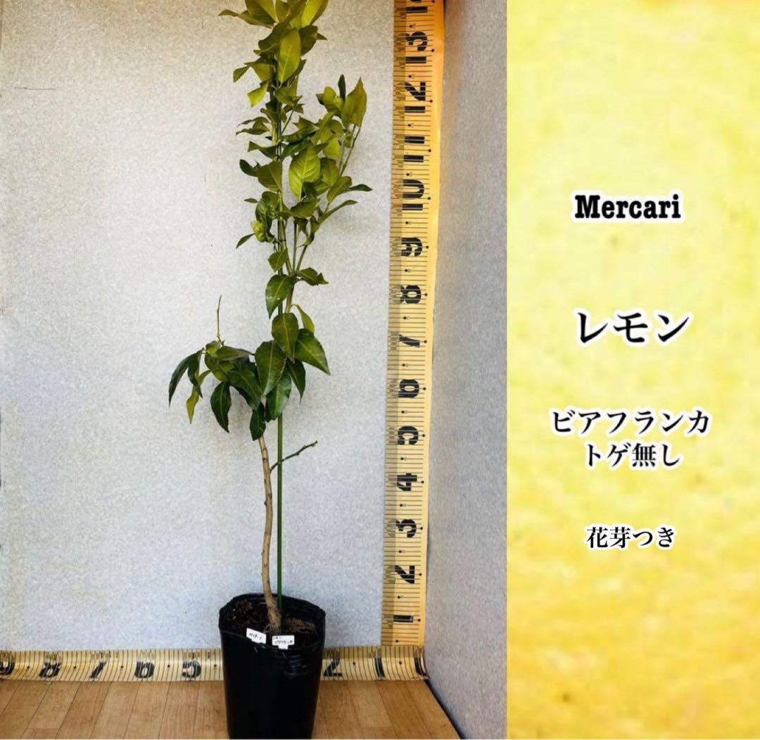 4年生 リスボン レモン接木苗 樹高120センチ 6.5号ポット 撮影品お届け