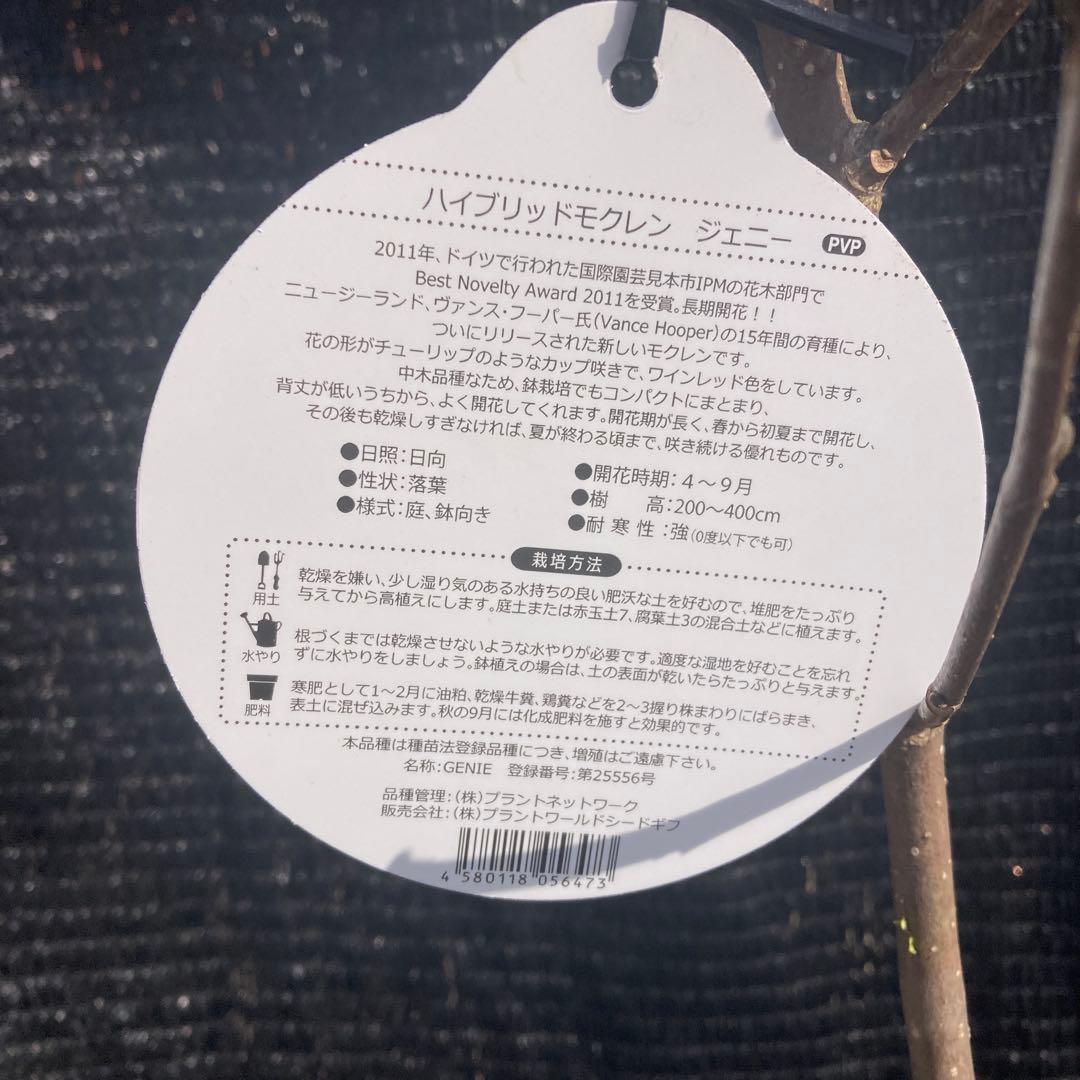 ②*:ஐ矮性で鉢栽培も可能‼︎魅力的な花色‼︎*:ஐモクレン・苗木