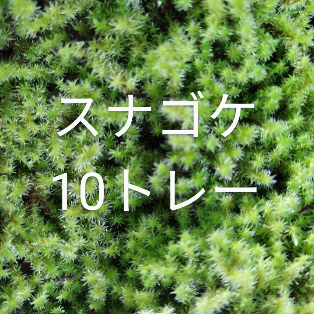 スナゴケ　10トレー　コケ　苔　苔リウム　苔テラリウム　こけ スナゴケ 砂苔 10トレー セット トレーサイズ300mm×600mm コケリウム