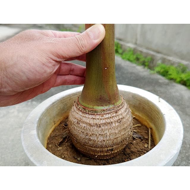 送料込】沖縄産トックリヤシ（27）┃人気沸騰中の徳利椰子で