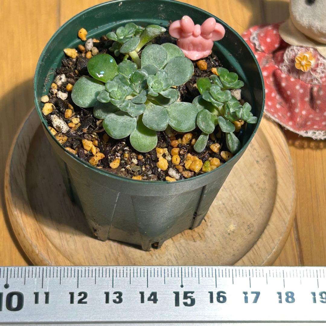 多肉植物 白雪ミセバヤ 抜き苗 根付き ピンクミニー - メルカリ