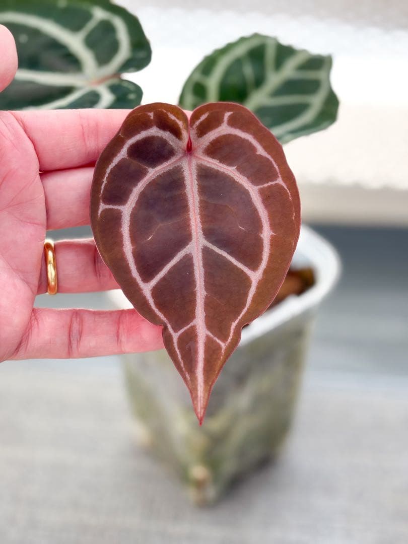 Anthurium docblock 'Scarlet' S1 スカーレット - メルカリ