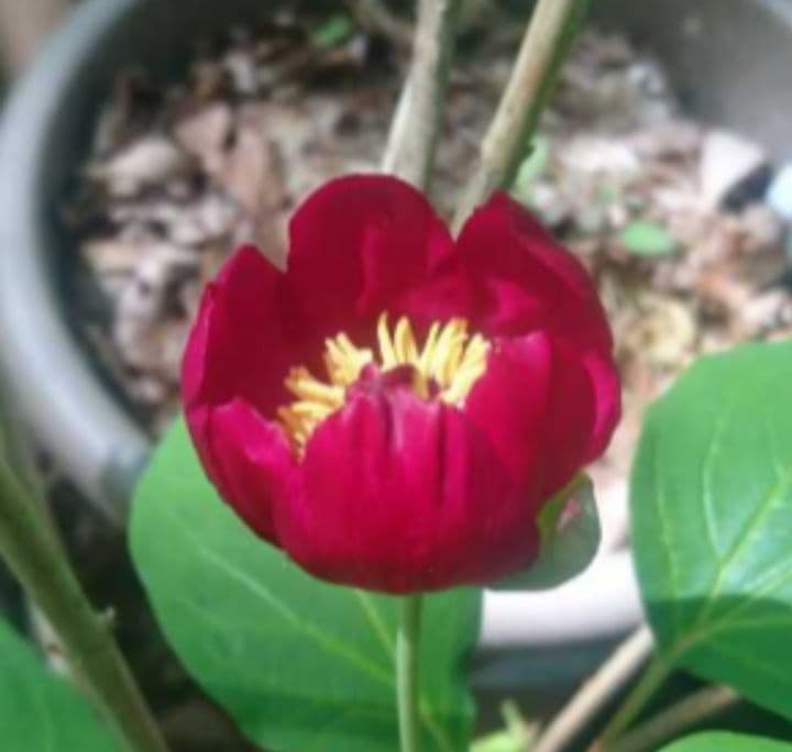 山野草 濃色紅花ヤマシャクヤク（羽前小町）、実生4年生、1株。ワイン