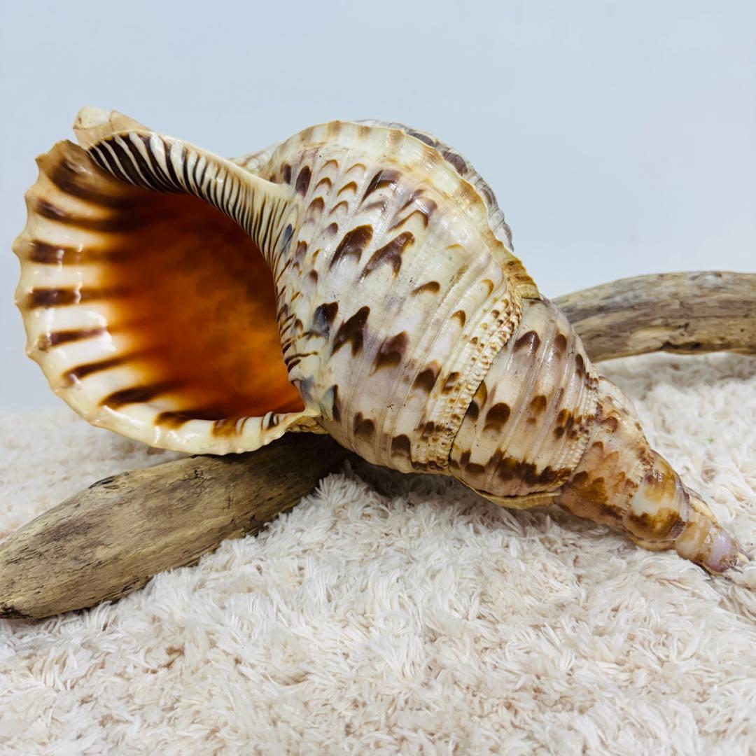 24時間以内発送 法螺貝 ほら貝 約37cm インテリア 西海岸 ホラガイ【37cm前後/1個】法螺貝 貝殻
