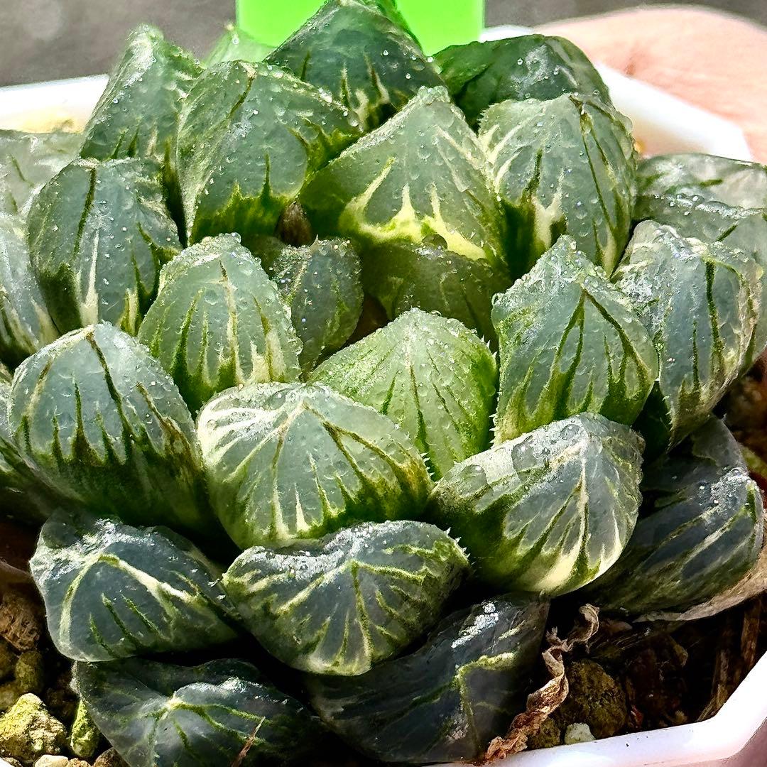 OMオブツーサ錦 親株 超美株 ハオルチア 観葉植物 3 - メルカリ