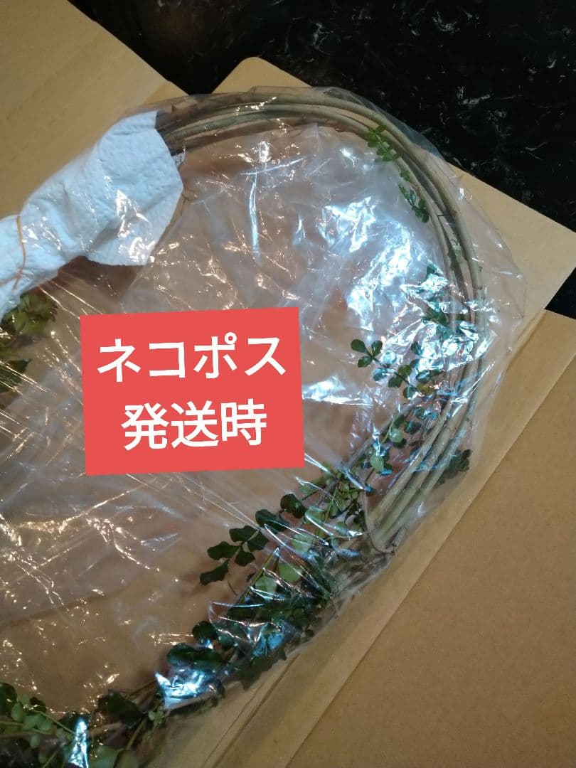 ♥大特価・特別販売特売・大量10本 ♥大絶賛中♥シマトネリコ苗木50