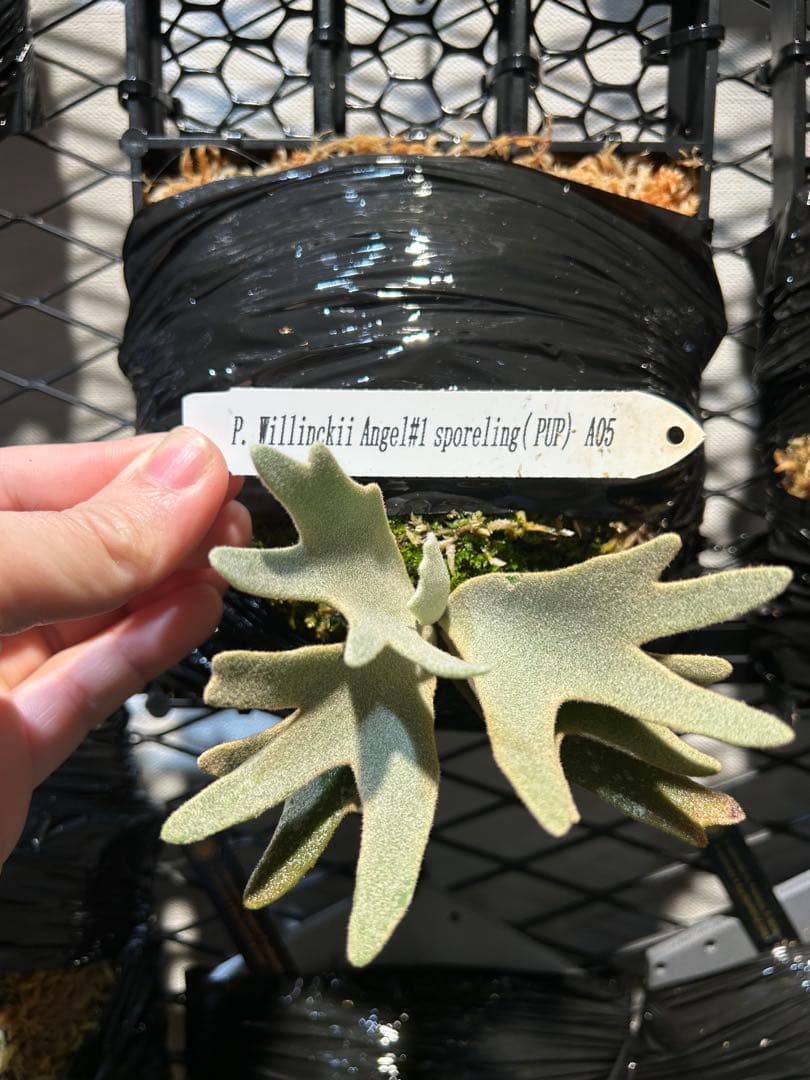 P.willinckii Angel #1 pup 脇目 P.willinckii Angel #1《Dwarf 》【artPLANTs/PLANTS GARAGE