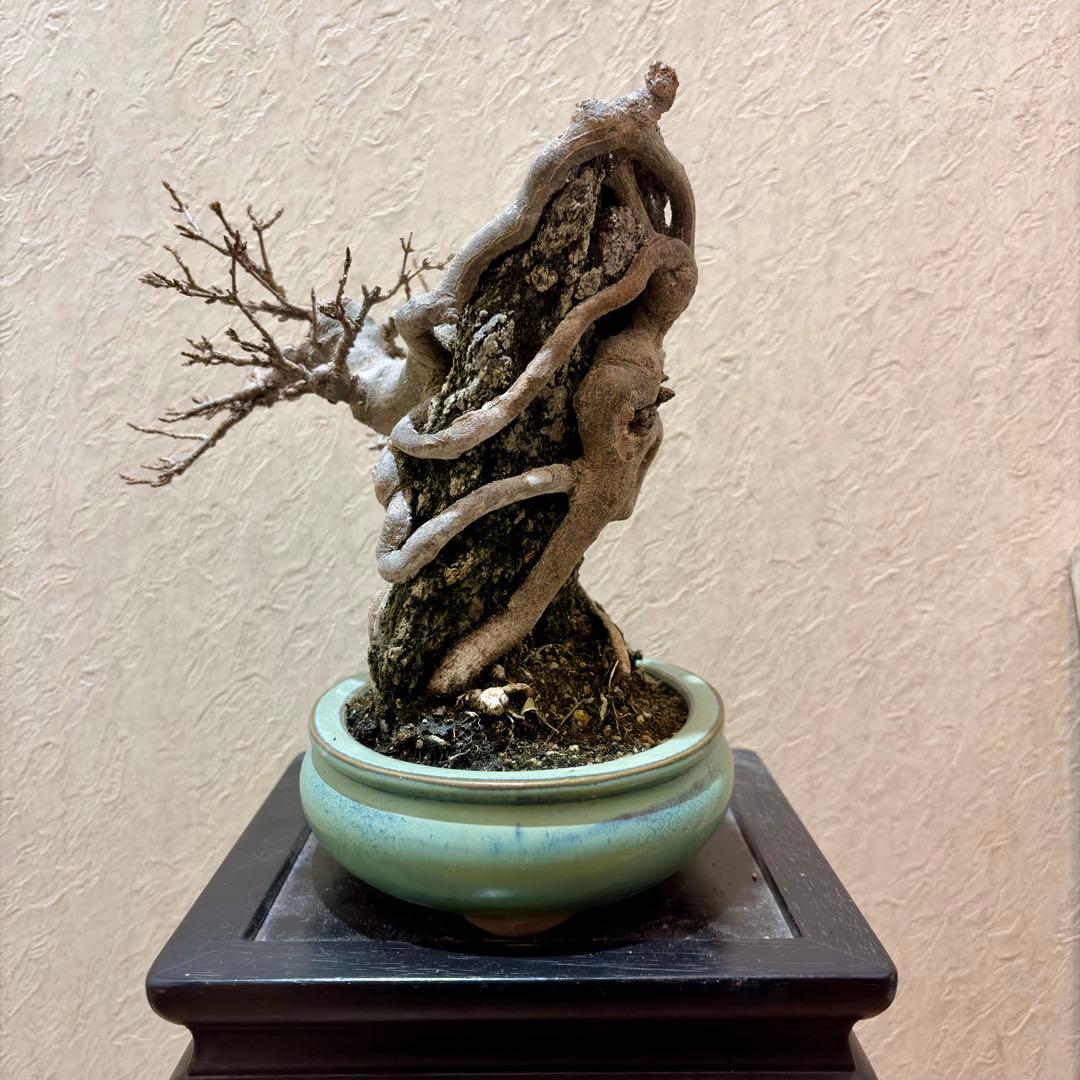 古樹!!樹高20㎝ 石付き 唐楓 カエデ 小品 盆栽 真柏 黒松 五葉松 紅葉