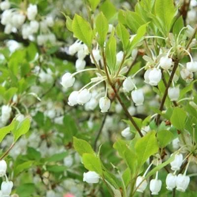 《現品》ドウダンツツジ　樹高1.6ｍ（根鉢含まず）117【灯台躑躅/苗木/植木】