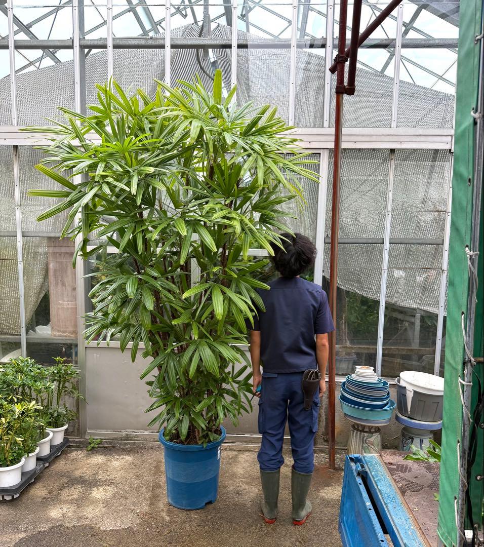 直接取引限定】特大観葉植物!観音竹 約2m60cm 15号サイズ 懸崖鉢