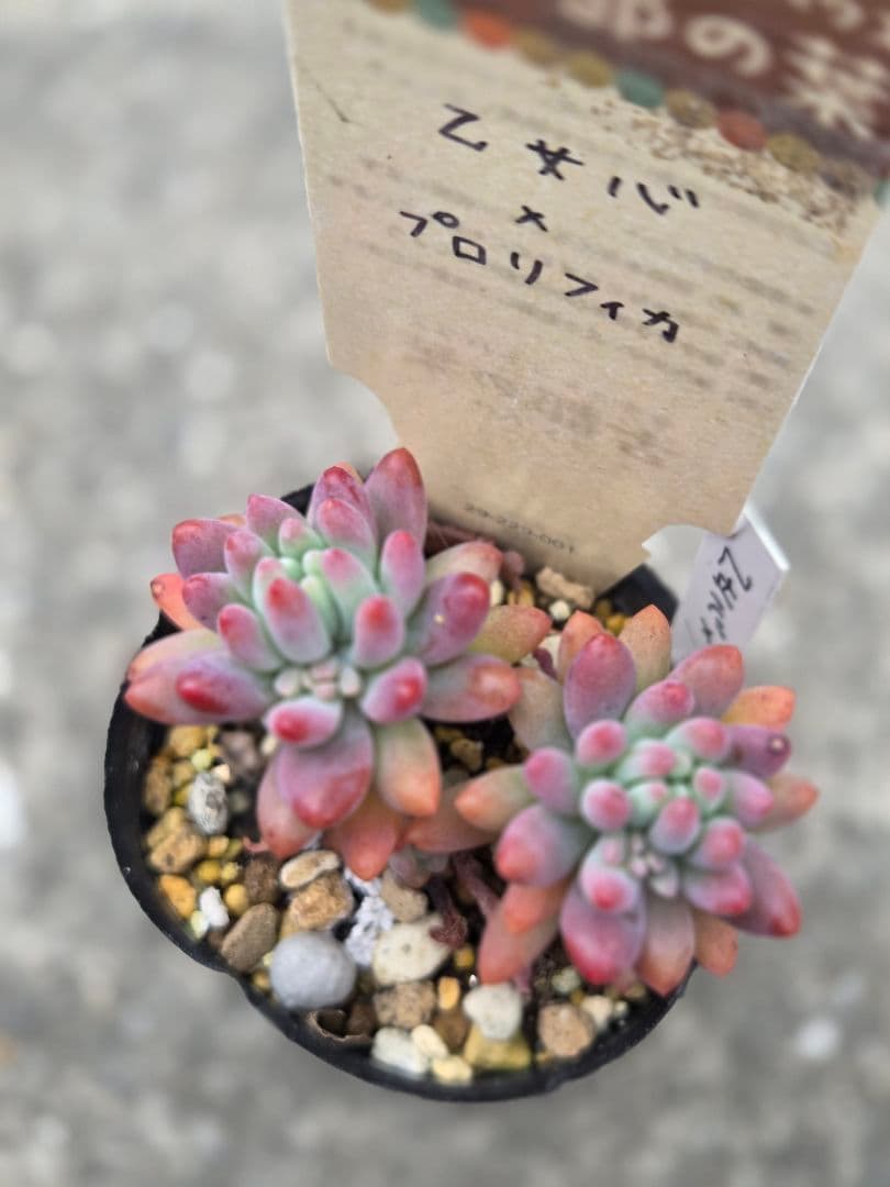 多肉植物 乙女心×プロリフィカ 古都の葉さん苗 札なし - メルカリ