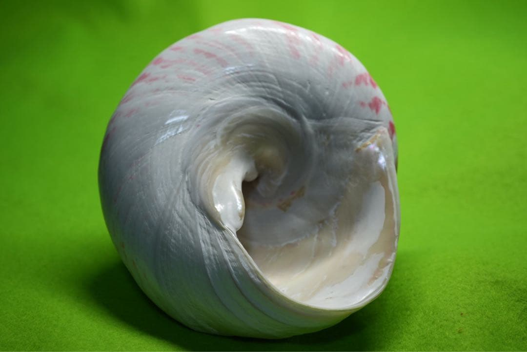 貝殻(沖縄の青い海の宝)タカセガイ - メルカリ