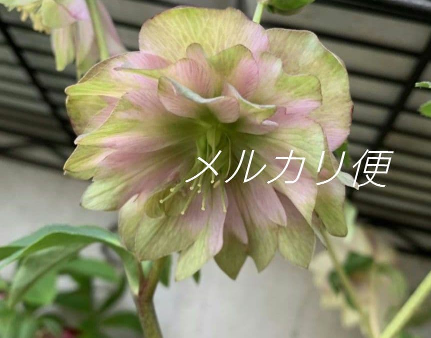 アンティークピエラ クリスマスローズ 株分け - メルカリ