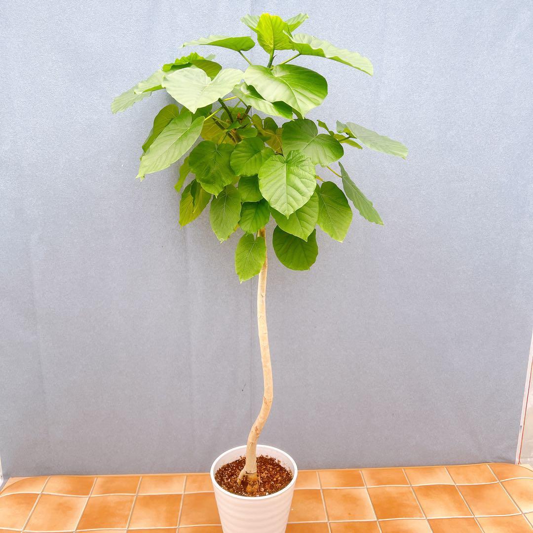 現品 フィカス ゴムの木 ウンベラータ 35番 観葉植物 インテリア