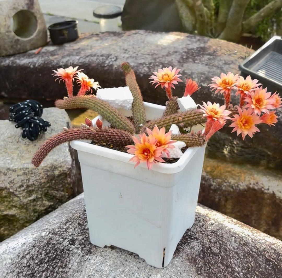 多肉植物 花サボテン 金紐シリーズ オレンジ - メルカリ