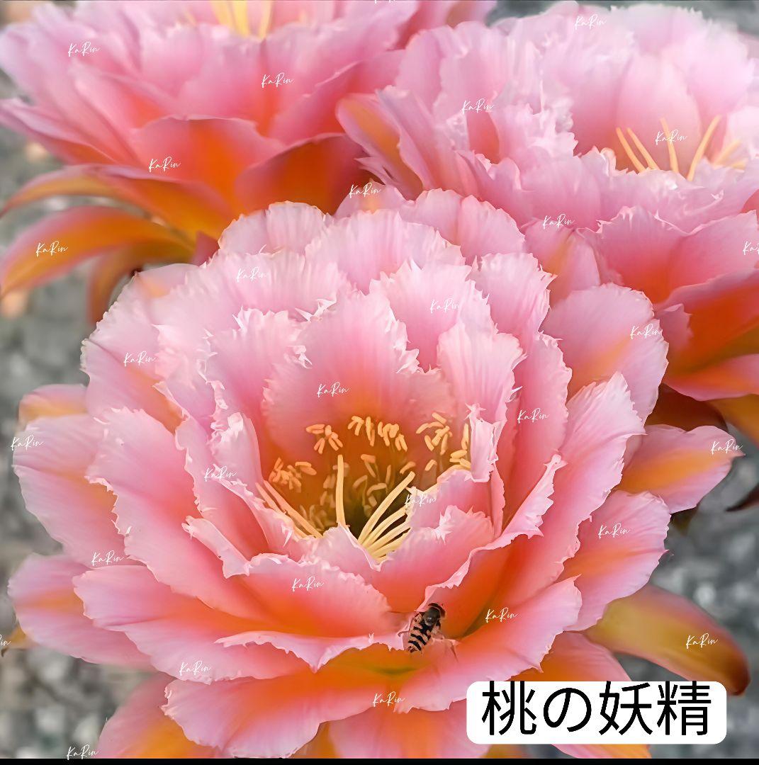 63-桃の妖精 人気 花サボテン 柱サボテン カキコ 花サイズ16cm - メルカリ