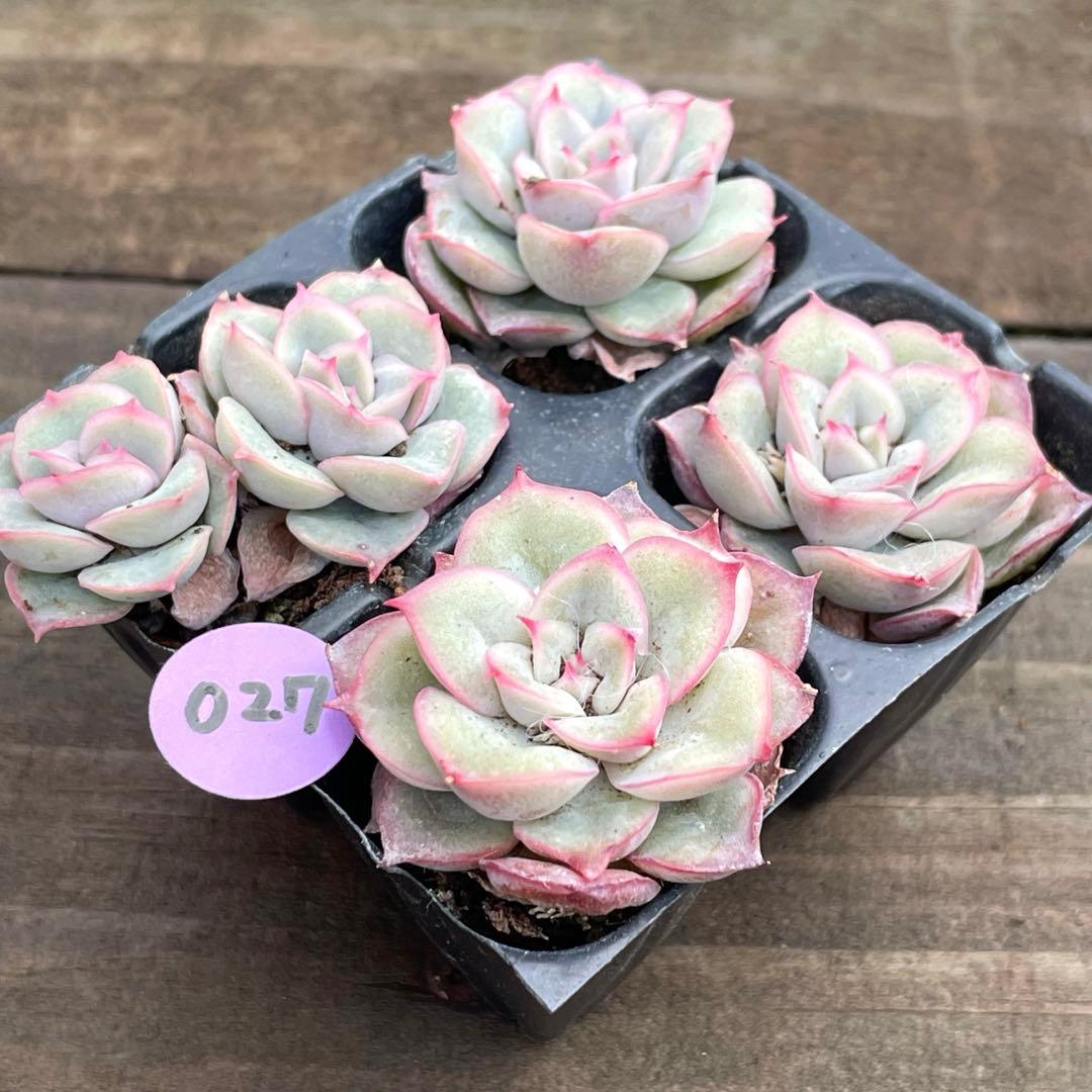 SALE❗️027多肉植物 オリオン 抜き苗 寄せ植え 4苗セット❣️ - メルカリ