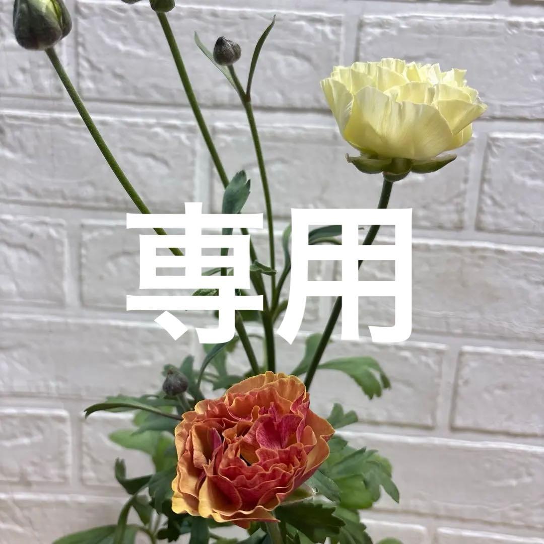 現品】Bレア♡ラナンキュラス♡エトワール♡花苗うえた♡3.5号