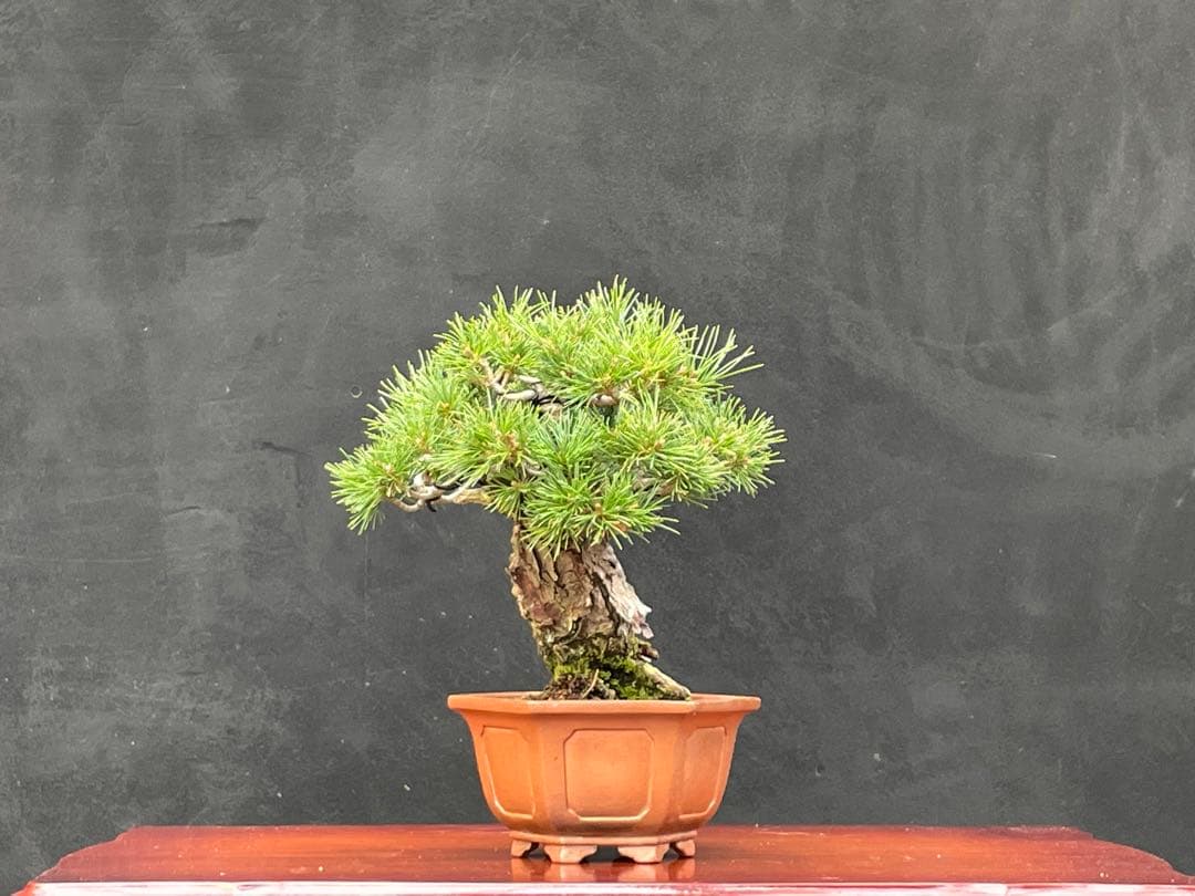 三河盆栽 盆栽愛好家在庫放出セール 小品 五葉松 瑞祥 盆栽