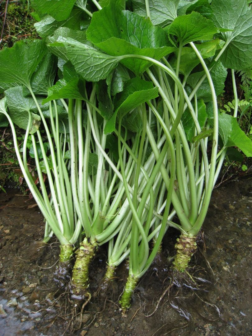 静岡県産 わさび苗 100本 ワサビ 苗 - メルカリ