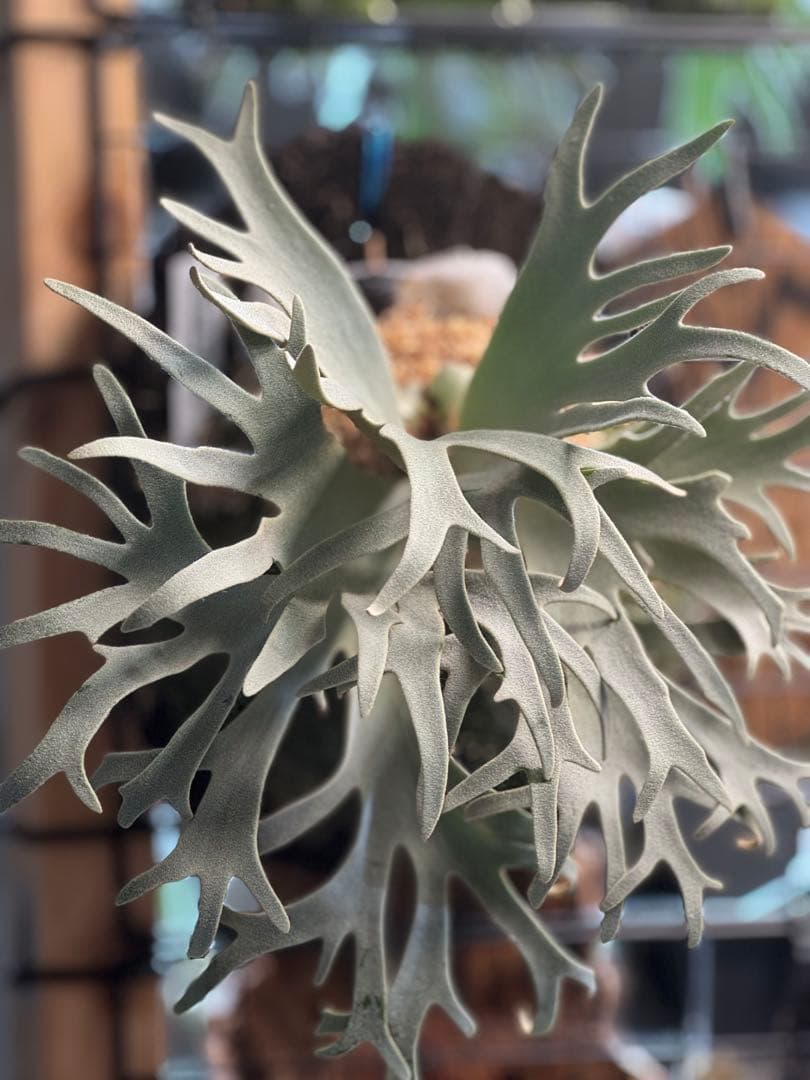 willinckii yellow moon dwarf spore ビカクシダ - メルカリ