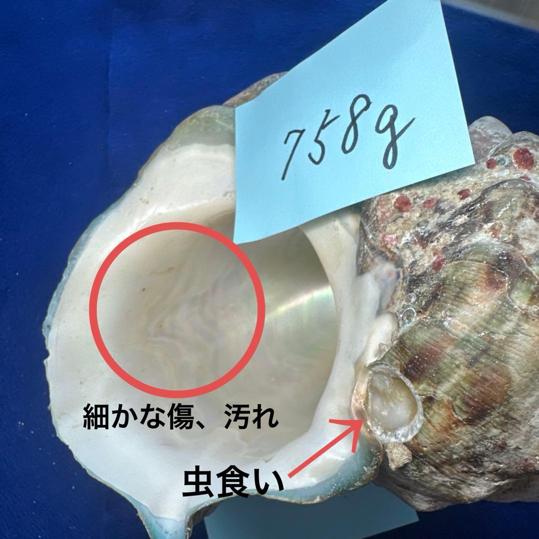 夜光貝ヤコウ貝まとめ売り16個13、5kg アクセサリールア