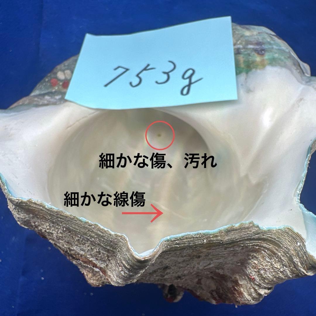 夜光貝 ヤコウ貝 まとめ売り 15個 12、5kg アクセサリー ルアの通販