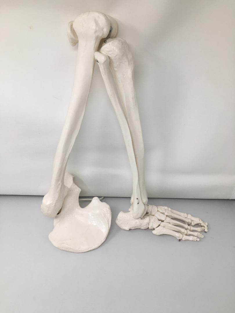 人体骨格模型　右下肢骨モデル　実物大プラスチック製 約60cm 人体骨格模型 右下肢骨モデル 実物大プラスチック製 約60cm