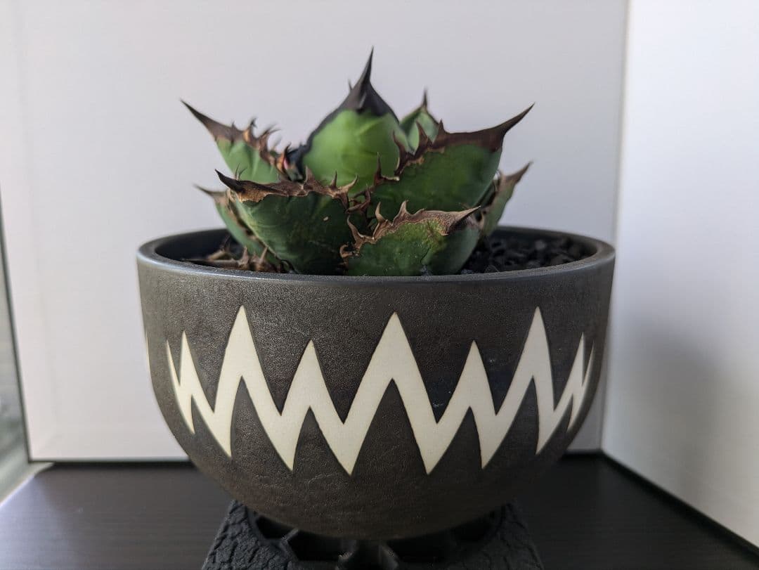 鉢・プランター VALIEM MONSTER MOUTH ASURA BOWL L VALIEM MONSTER