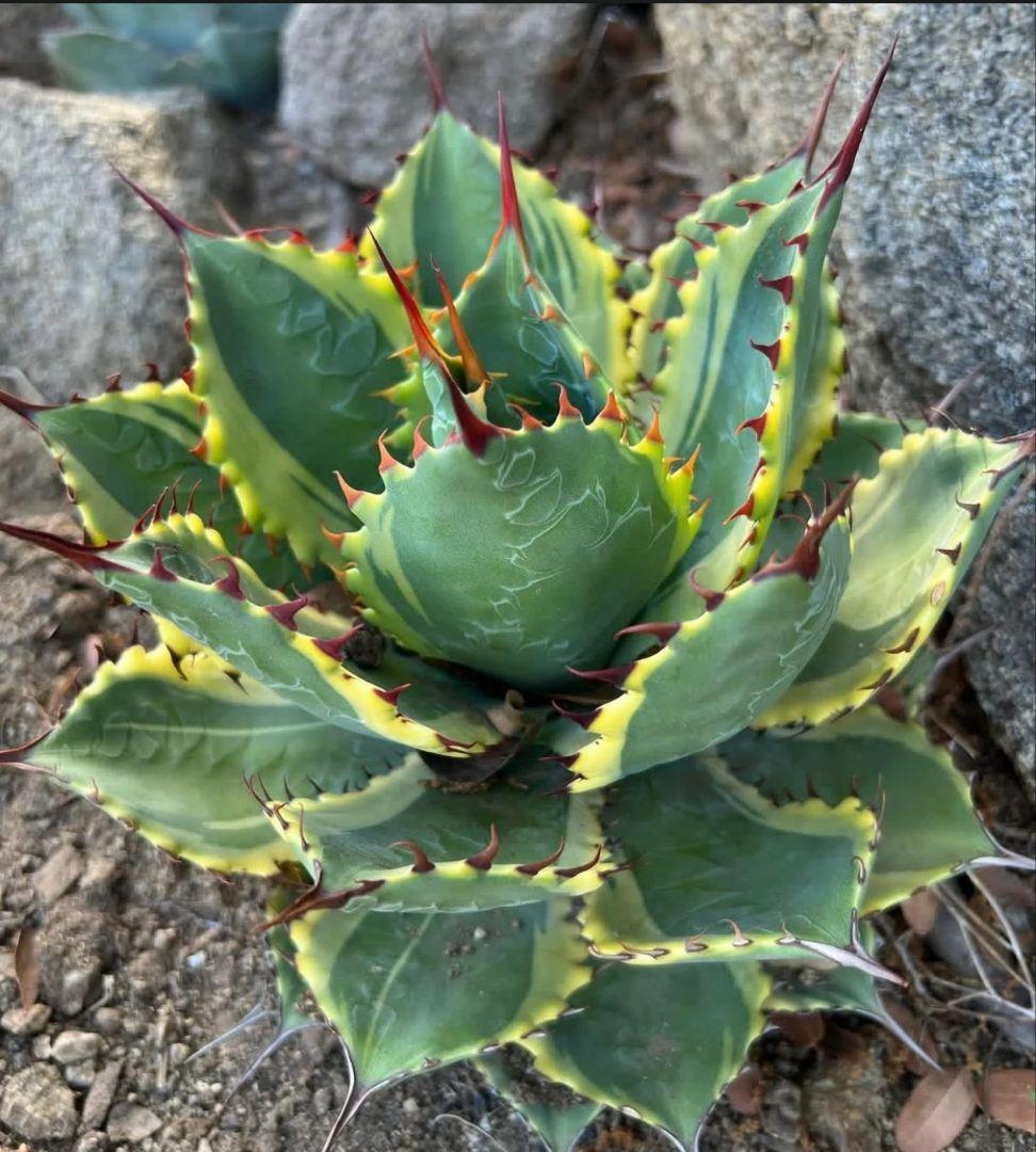 ①アガベ イリュージョン ボビコルヌータxピグマエア Hidden agave