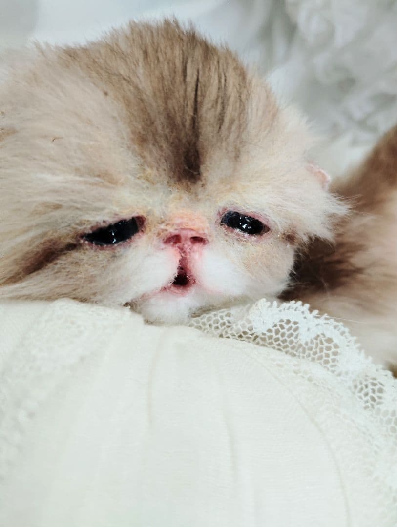 生後２週間♡ふにゃくた♡子猫ちゃん♡アートドール♡ぬいぐるみ♡ ≪1月の新商品≫はんにゃりこねこ -NEW ITEM！｜アミューズ最新情報