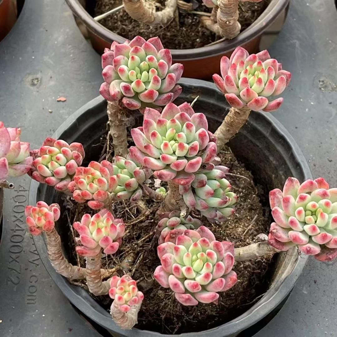 ☽*☆様 抜き苗 青リンゴ M522×30鉢 多肉植物 エケベリア サボテン 韓