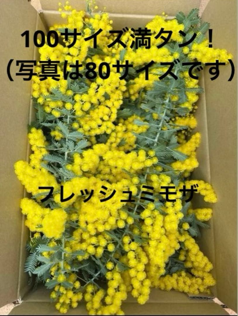 保水あり！フレッシュミモザ！100サイズ満タン！ - メルカリ