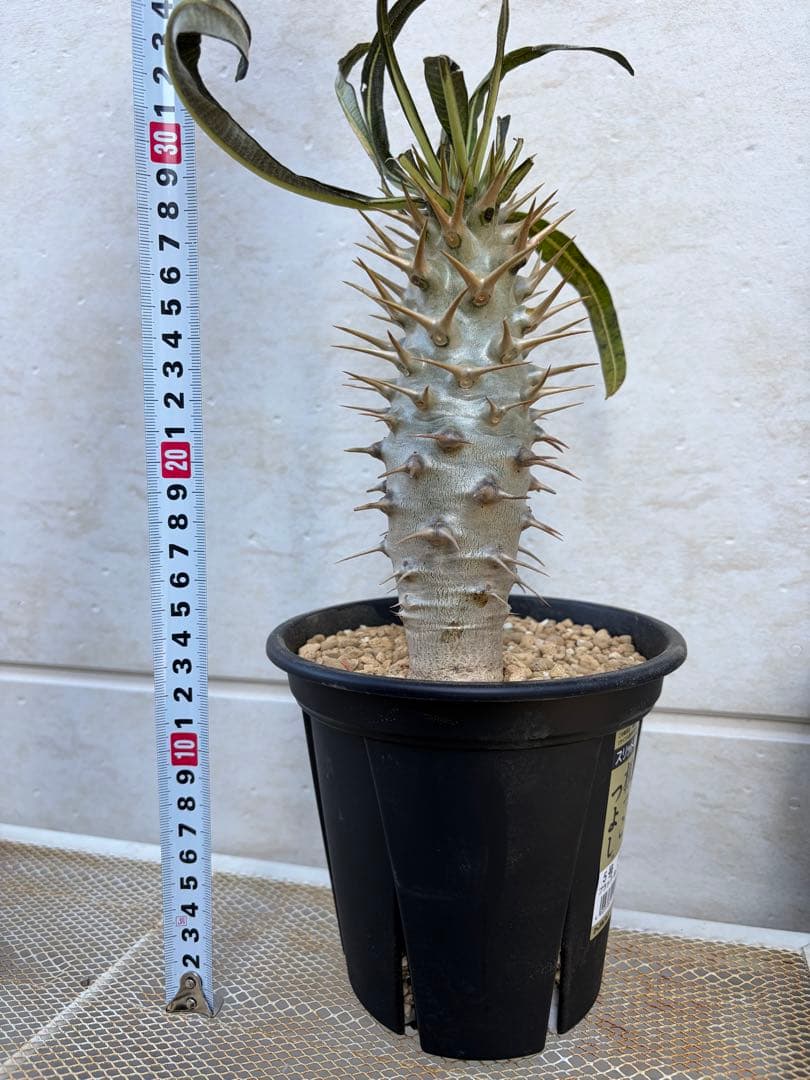 パキポディウム　アンボンゲンセ　美白　良形 CHUBBY PLANTS | Pachypodium ambongense ラメリー接のアンボンゲンセ