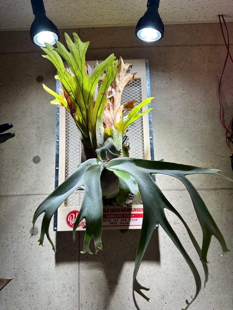 か*し様 p.willinckii wild 大株 p.willinckii wild 大株