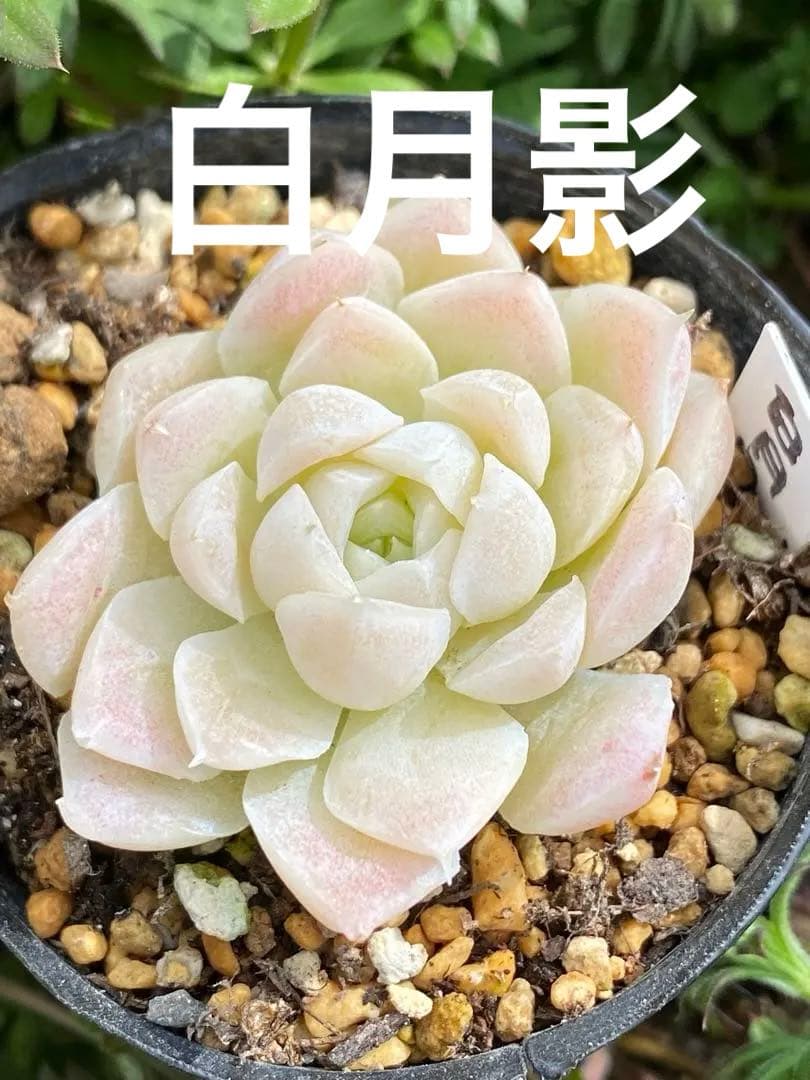 白月影 抜き苗 多肉植物 エケベリア - メルカリ