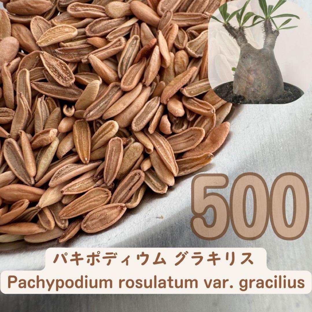 種子 500粒 象牙宮 パキポディウム グラキリス THE塊根植物 pk-gkb35.gif