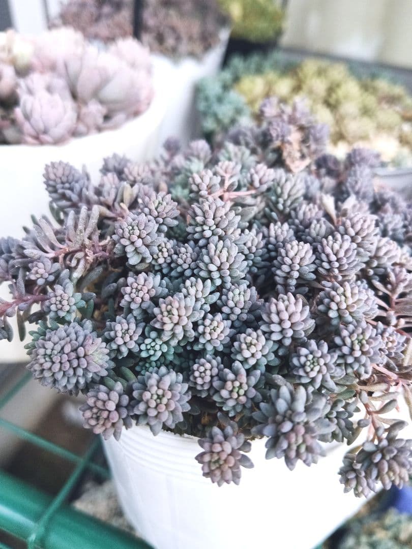 多肉植物 セダム ヒスパニカムプルプレア 紅葉 20カット - メルカリ