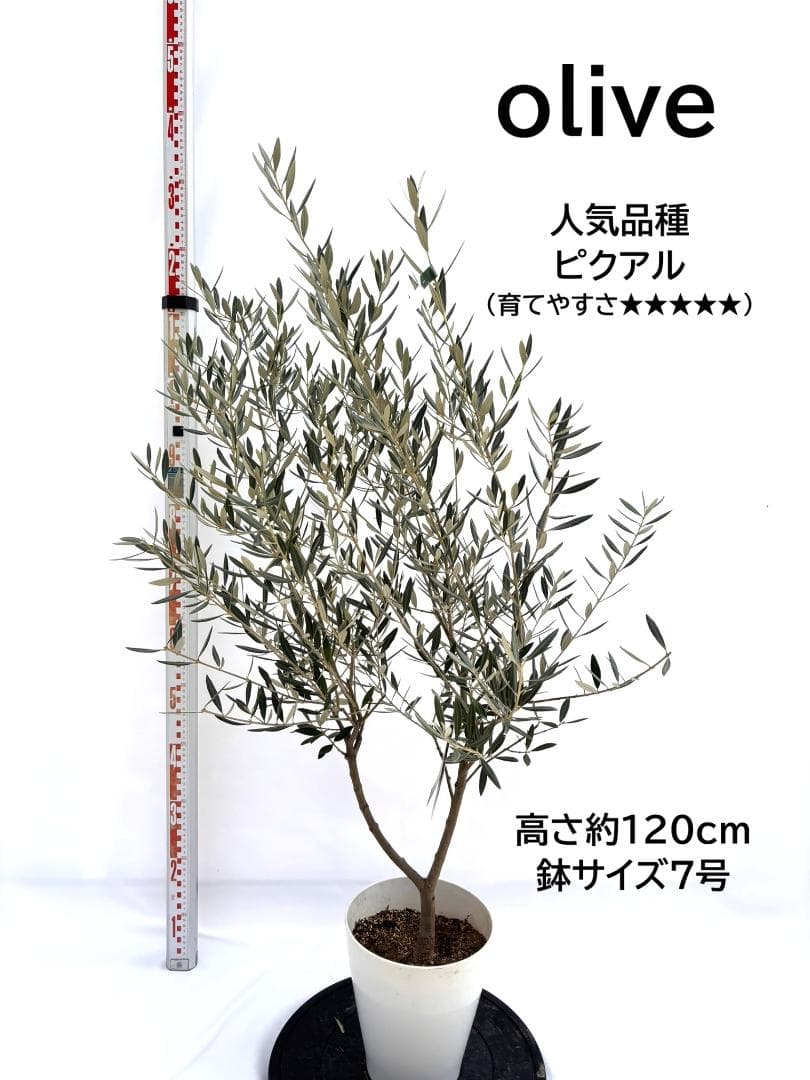 オリーブの木　ピクアル　7号　約120cm　NO.717　人気品種　現品掲載 NEWピクアル（オリーブの木）｜Sサイズ｜NO.10717｜約120cm｜人気・銀