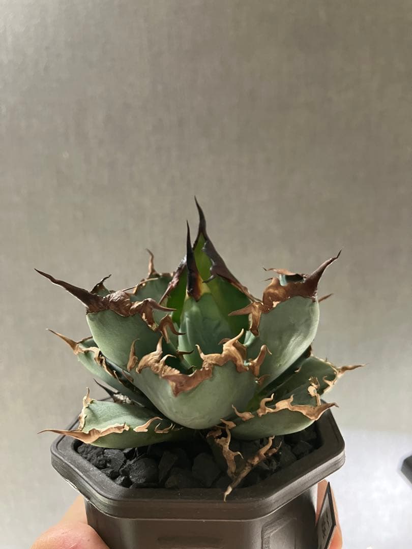 Agave titanota 黒犀牛 - メルカリ