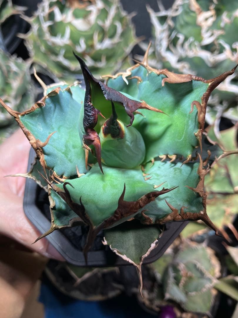Agave titanota 黒犀牛 - メルカリ