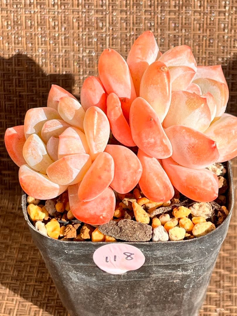 多肉植物 エケベリア⭐️シモカ 双頭 抜き苗⭐️No118 - メルカリ